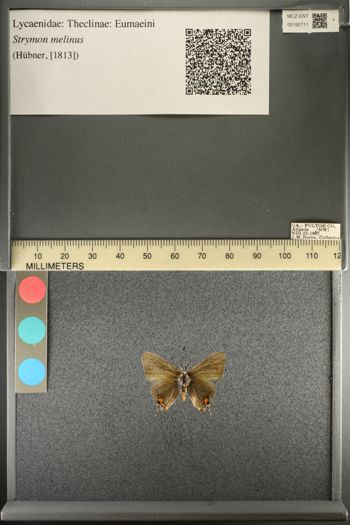 Media type: image;   Entomology 192711